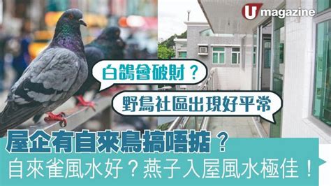 自來鳥 風水|【自來鳥】屋企有自來鳥？風水玄機大揭秘！